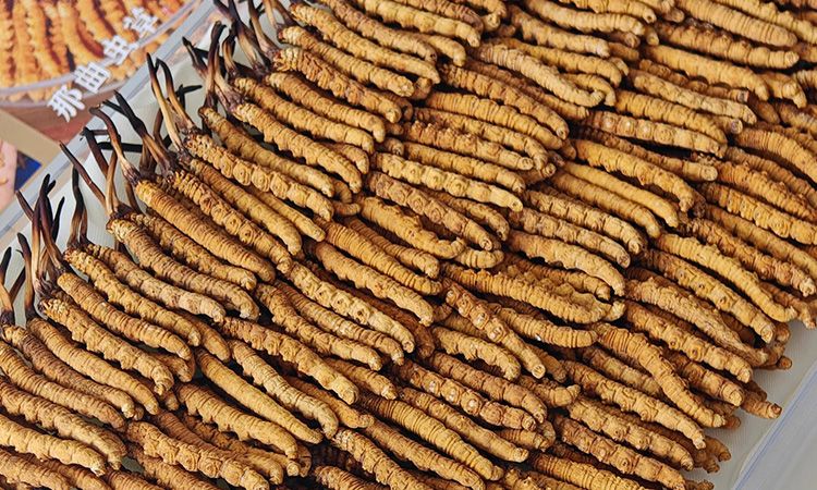 斷的冬蟲(chóng)夏草：效果是否打折？科學(xué)解讀與實(shí)用建議