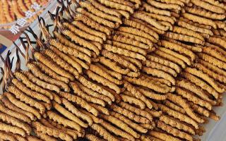 斷的冬蟲(chóng)夏草：效果是否打折？科學(xué)解讀與實(shí)用建議