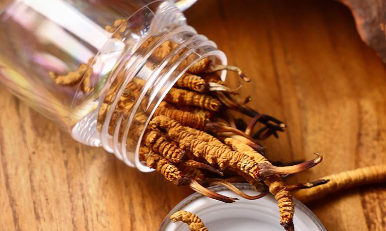 <a href=http://m.sdzhinong.com/jiage/ target=_blank class=infotextkey>冬蟲夏草多少錢</a>一條 