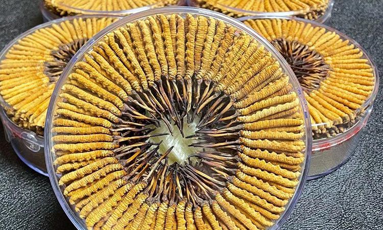 冬蟲夏草一斤價(jià)格多少 