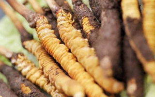 鮮冬蟲夏草哪里產(chǎn)地好些？三大黃金產(chǎn)區(qū)品質(zhì)解析