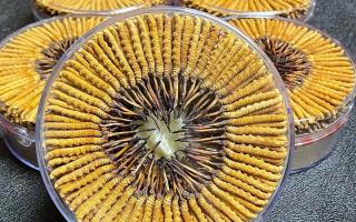 冬蟲夏草一斤價(jià)格多少？2025 年行情揭秘，差價(jià)竟達(dá)數(shù)十倍