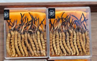 冬蟲(chóng)夏草現(xiàn)在多少錢一克？2025 年克價(jià)揭秘，差價(jià)達(dá) 5 倍