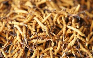 四級冬蟲夏草一克多少根？根數(shù)背后的等級與價值邏輯