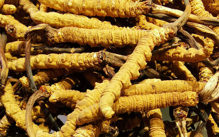 石斛與冬蟲夏草哪個(gè)好？從功效到適用場(chǎng)景的全面對(duì)比