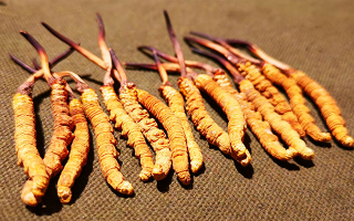 冬蟲夏草泡水：每次放多少水才合適？