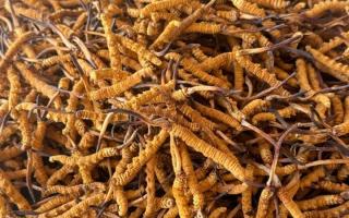 冬蟲夏草專業(yè)存放指南：這樣存，品質(zhì)不打折