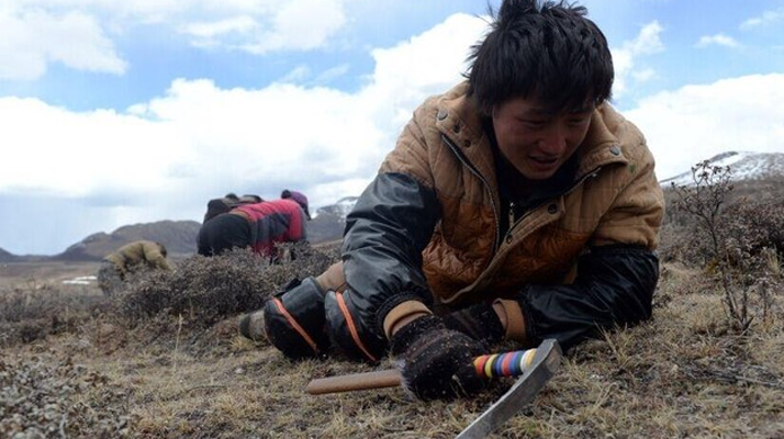 那曲<a href=http://m.sdzhinong.com/sdph/wacr/ target=_blank class=infotextkey>挖草人</a>阿旺的蟲草采摘時間表 