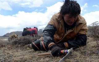 那曲挖草人阿旺的蟲草采摘時間表：跟著草原節(jié)氣走，不錯過每根好蟲草