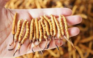 為啥說頭期冬蟲夏草品質(zhì)最好？掰開揉碎給你講