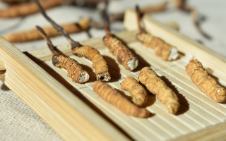 斷的冬蟲夏草一克啥價(jià)？2025 年實(shí)用行情嘮明白