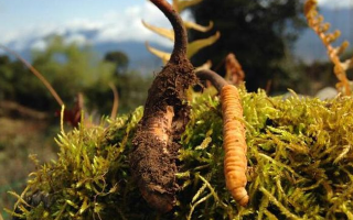 野生冬蟲夏草長(zhǎng)什么樣？我跟你嘮嘮