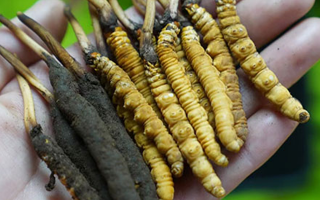 草原上的黃金晾曬術 —— 藏家漢子談冬蟲夏草晾曬