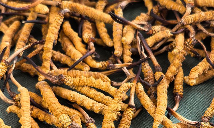 燉了二十年蟲草湯，這口感我太熟了，跟你細細說