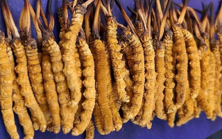 挖了三十年蟲草，這些采摘的苦，沒經(jīng)歷過的人真不懂