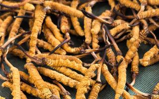 燉了二十年蟲草湯，這口感我太熟了，跟你細細說