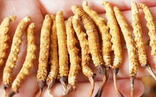 冬蟲(chóng)夏草最佳購(gòu)買時(shí)間：選對(duì)時(shí)機(jī)，兼顧品質(zhì)與性價(jià)比