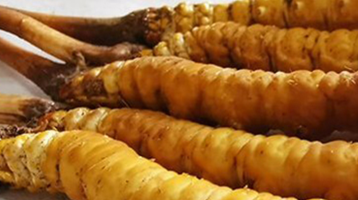 鮮冬蟲夏草可以用水洗嗎？