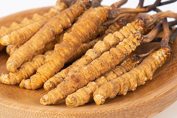  人工培育的冬蟲夏草有哪些功效和作用？