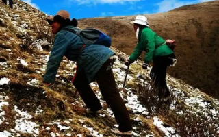  人工培育的冬蟲夏草和野生冬蟲夏草有什么區(qū)別？