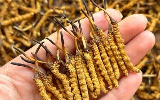 東強堂科普：冬蟲夏草保存期多久？源頭品牌教你科學鎖鮮