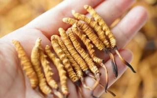 東強堂科普：3克冬蟲夏草是幾根？那曲源頭品牌教你精準換算