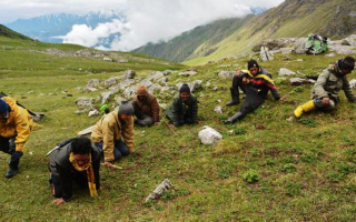 采挖冬蟲夏草入罪的標準 罪名叫什么 快來看看