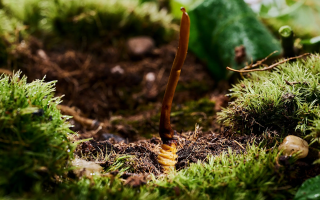  冬蟲夏草的市場價(jià)格受哪些因素影響？