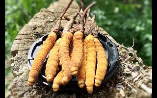 冬蟲夏草生長周期與產(chǎn)區(qū)環(huán)境的對(duì)應(yīng)表