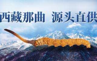 2025 年冬蟲夏草市場核心數(shù)據(jù)簡報