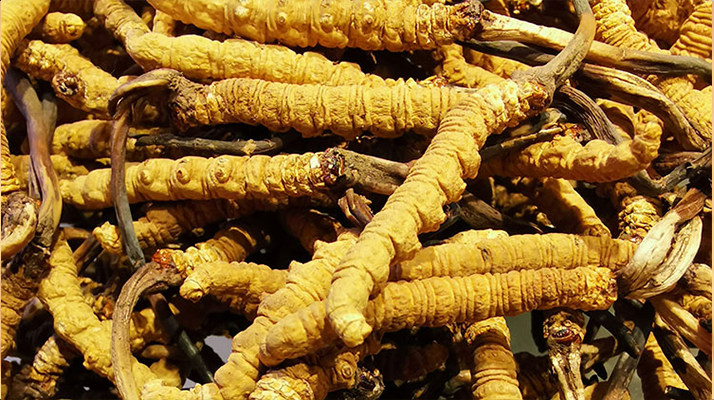  東強堂最大新鮮那曲冬蟲夏草 