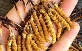 權(quán)威解答：冬蟲夏草可以放水燉嗎？藏域珍饈的科學(xué)燉煮指南