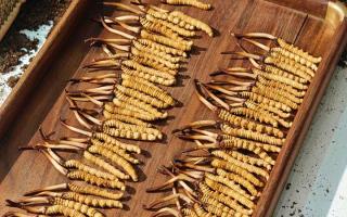 冬蟲夏草現(xiàn)在不值錢了嗎？2026年市場真相揭秘