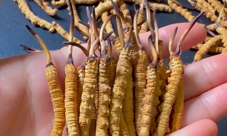 百合冬蟲(chóng)夏草枸杞紅棗湯