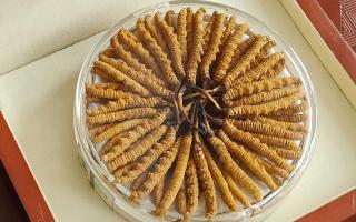 冬蟲夏草不養(yǎng)生會怎么樣？正視滋養(yǎng)價(jià)值，規(guī)避認(rèn)知誤區(qū)