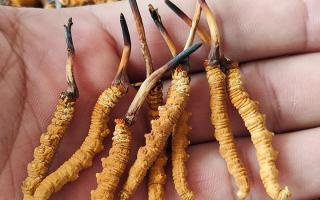 哪里買冬蟲夏草好？3大靠譜渠道+避坑攻略