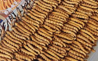 寶寶可以服用冬蟲夏草嗎？權(quán)威指南，科學(xué)滋補(bǔ)不踩坑