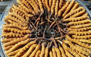 新鮮那曲冬蟲夏草煮湯做法，鎖鮮留養(yǎng)，鮮燉出雪域本味