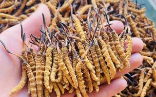 35元一根的冬蟲夏草能買嗎？——揭秘低價蟲草真相