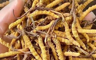 冬蟲夏草買什么品牌好？西藏那曲蟲草網(wǎng)權(quán)威推薦，避開陷阱選對正宗好草