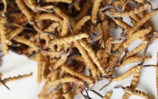 養(yǎng)生滋補(bǔ)冬蟲夏草哪里買？西藏那曲蟲草網(wǎng)教你選對渠道，買正買值