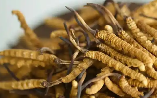 慧眼辨藏珍，避坑不踩雷——西藏那曲蟲草行業(yè)網(wǎng)教你科學(xué)識(shí)別冬蟲夏草