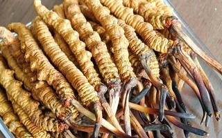 慧眼辨真?zhèn)?，藏珍不踩坑——西藏那曲蟲草行業(yè)網(wǎng)教你分辨冬蟲夏草真假