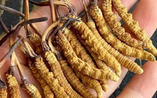 冬蟲(chóng)夏草對(duì)身體有什么用？那曲蟲(chóng)草行業(yè)網(wǎng)站詳解核心功效