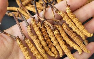 正宗冬蟲(chóng)夏草怎么選購(gòu)？那曲蟲(chóng)草行業(yè)網(wǎng)站教你避坑指南