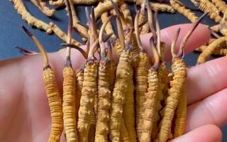 那曲冬蟲夏草多少錢一斤？2026年正規(guī)購買渠道全指南