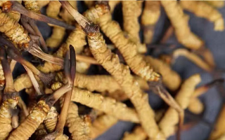 真正好的冬蟲夏草多少錢一斤？2026年那曲蟲草價(jià)格指南