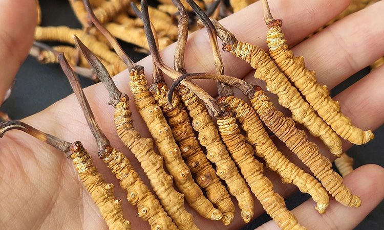 <a href=http://m.sdzhinong.com/s/cczjjd target=_blank class=infotextkey>冬蟲夏草真假鑒定</a>