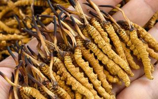 詳解典型冬蟲(chóng)夏草的味道：那曲雪域珍品的味覺(jué)密碼