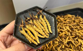 冬蟲夏草燉多少時間合適？藏農(nóng)神草那曲源頭品牌，教你燉出滿滿營養(yǎng)